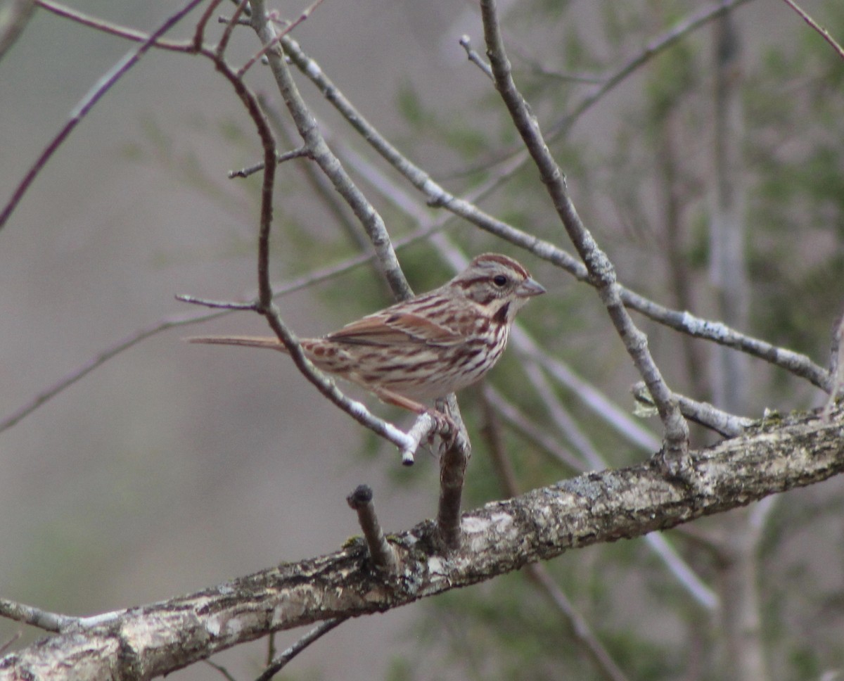 Song Sparrow (melodia/atlantica) - ML198545831