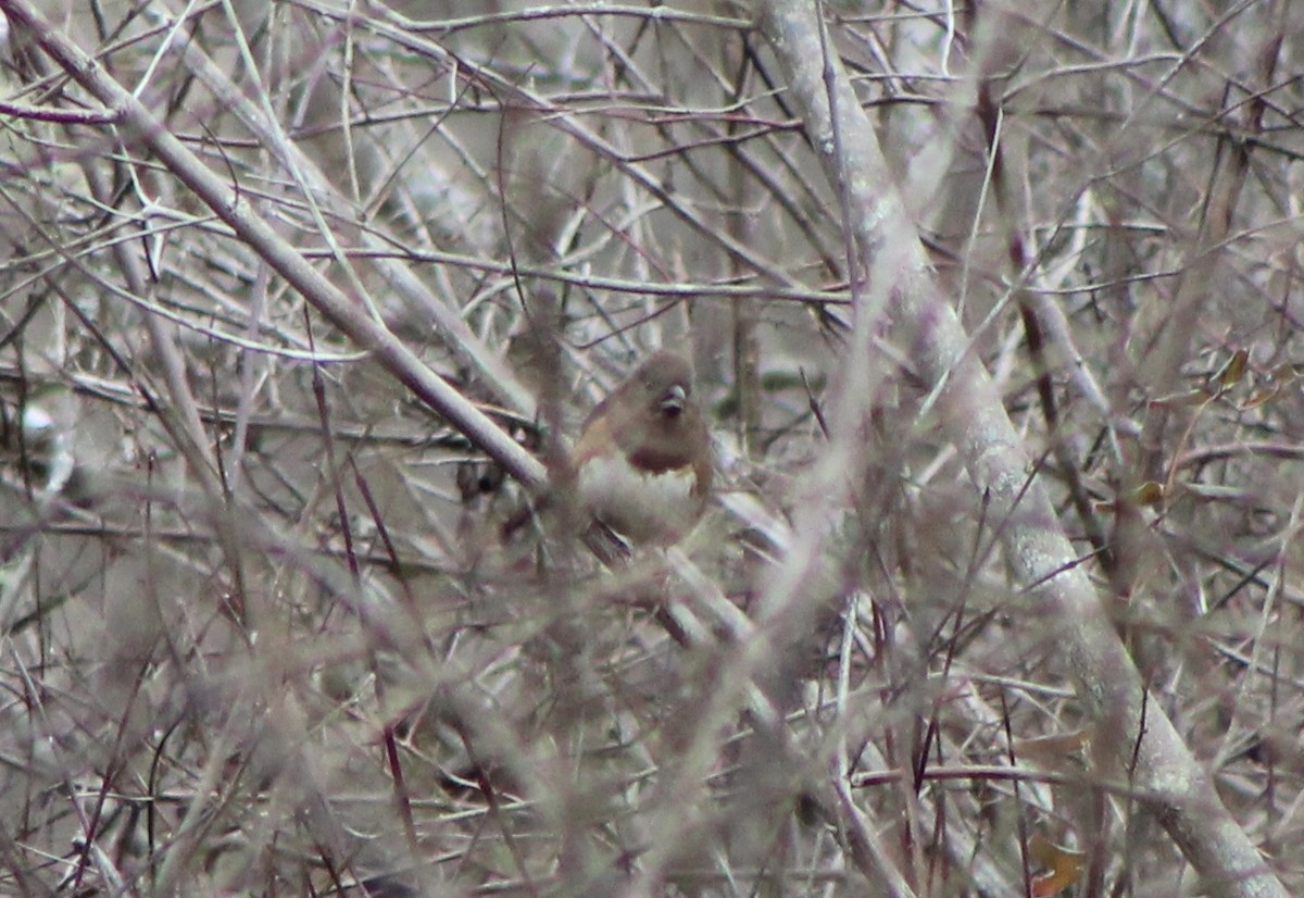 Eastern Towhee - ML198545881