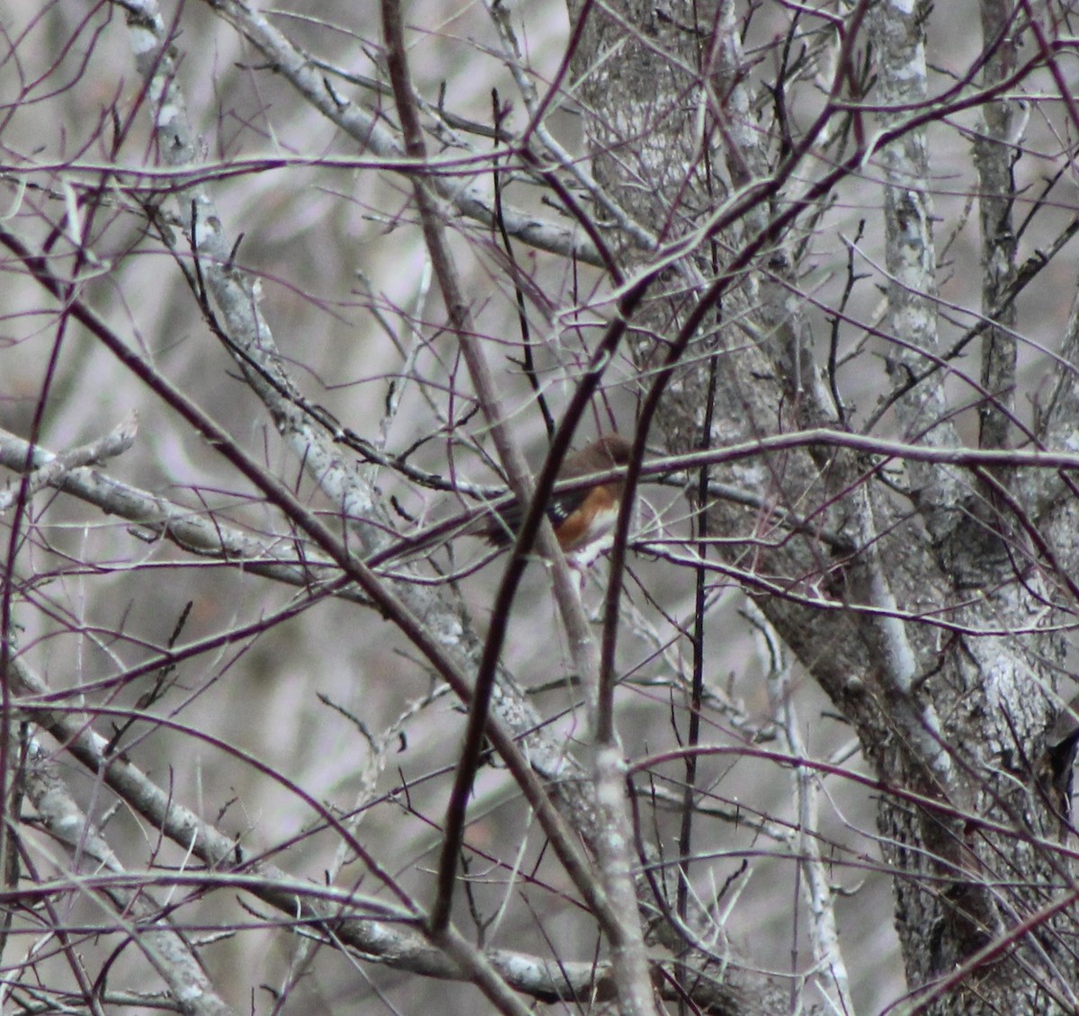 Eastern Towhee - ML198545911