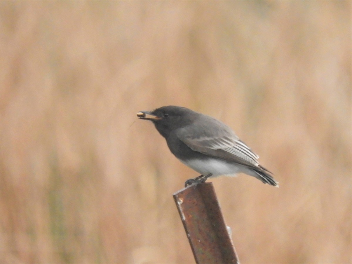 Black Phoebe - ML198546871