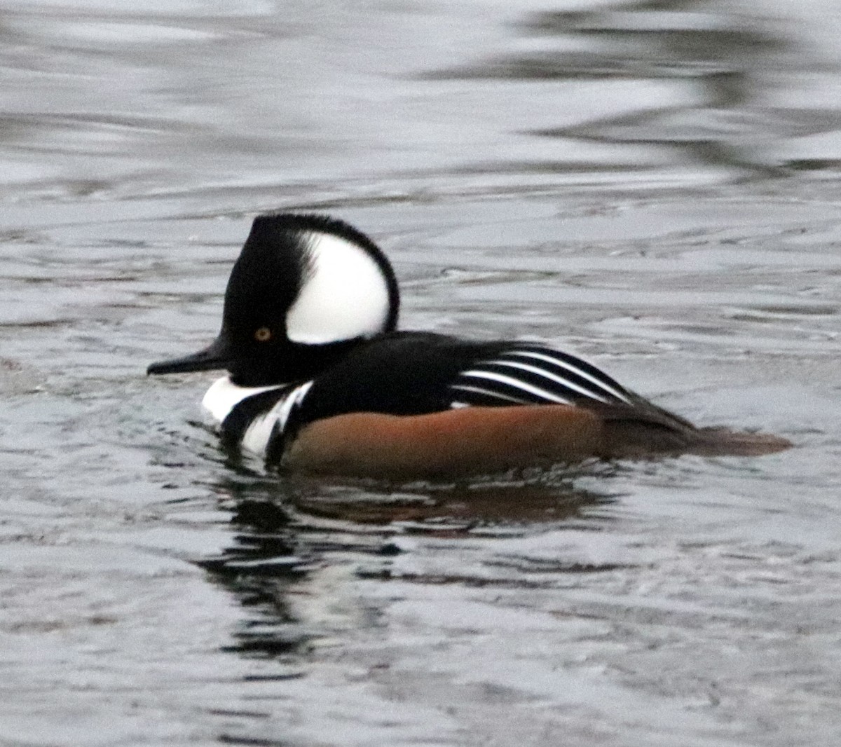 Hooded Merganser - ML198547031