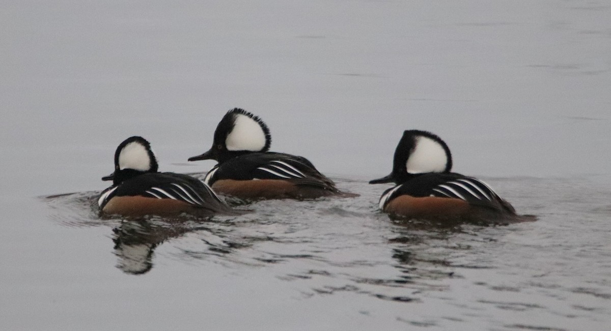 Hooded Merganser - ML198547121