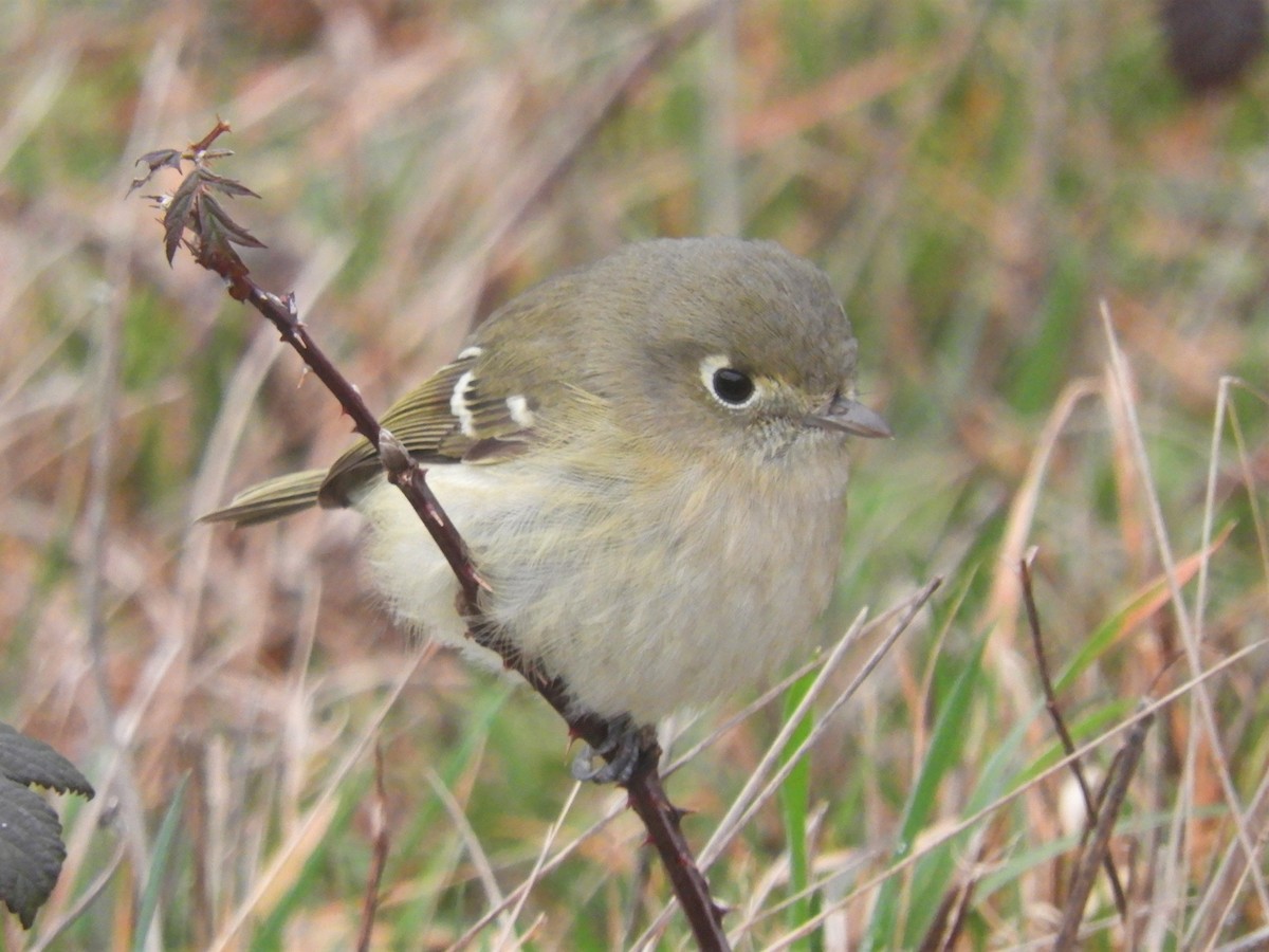 Vireo de Hutton - ML198547211