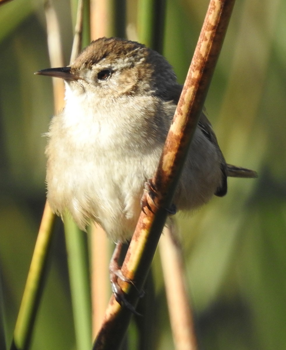 Marsh Wren - Barbara Dye