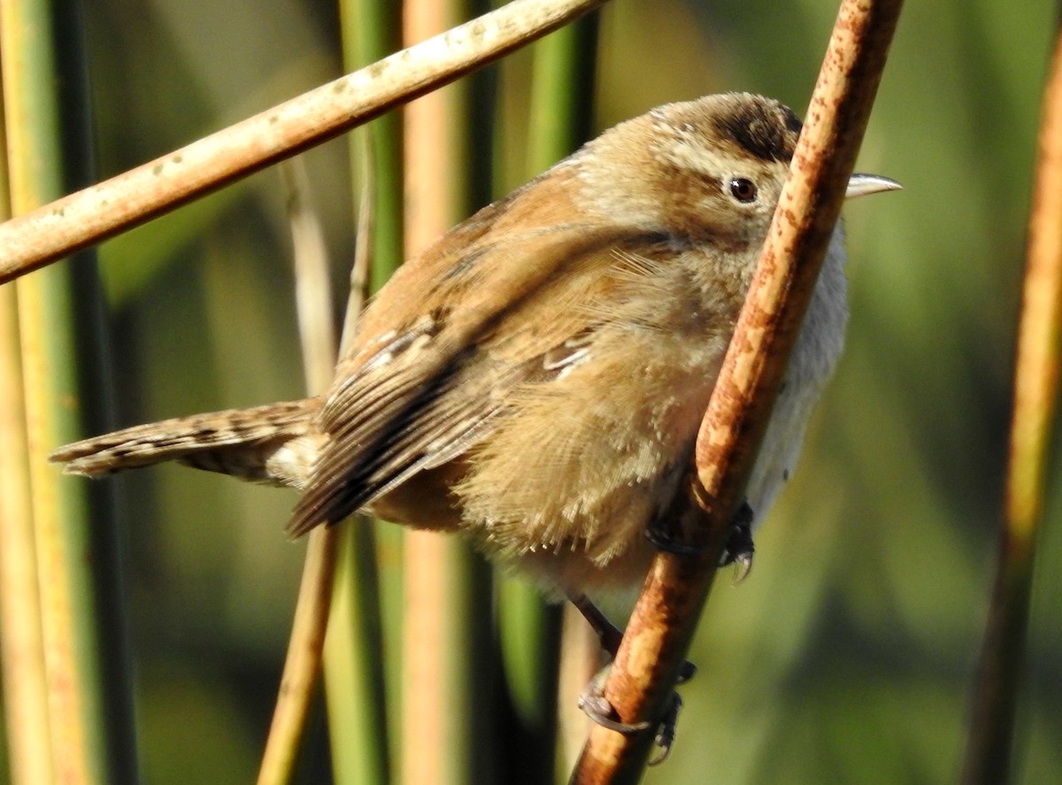 Marsh Wren - ML198548961