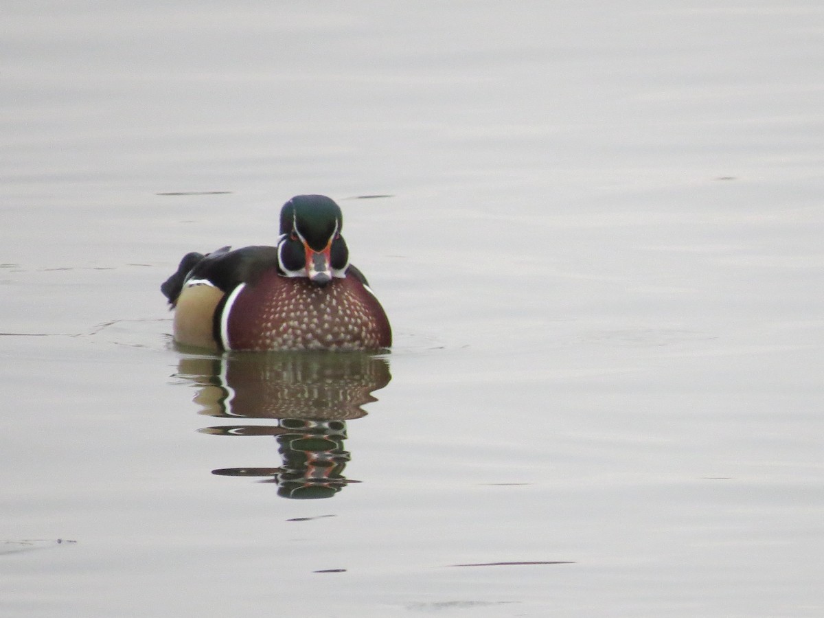 Wood Duck - ML198550081