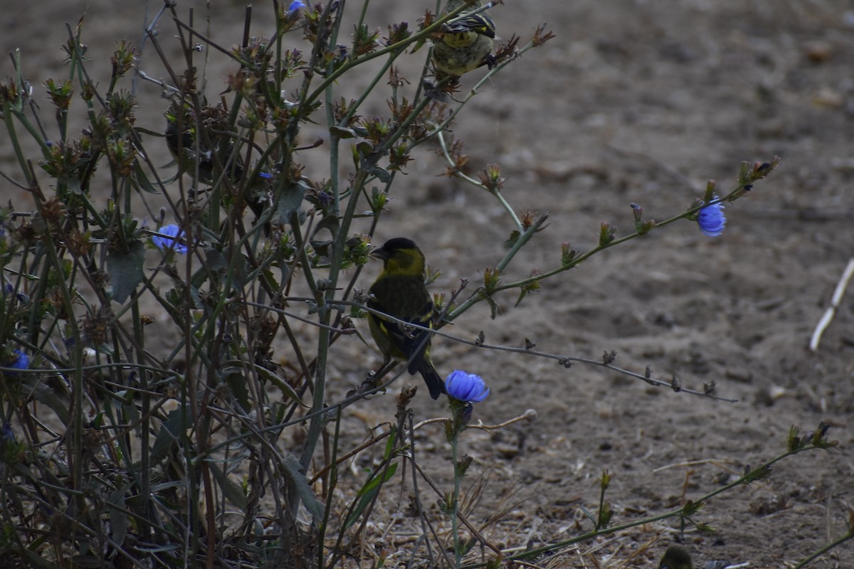 Black-chinned Siskin - ML198554031