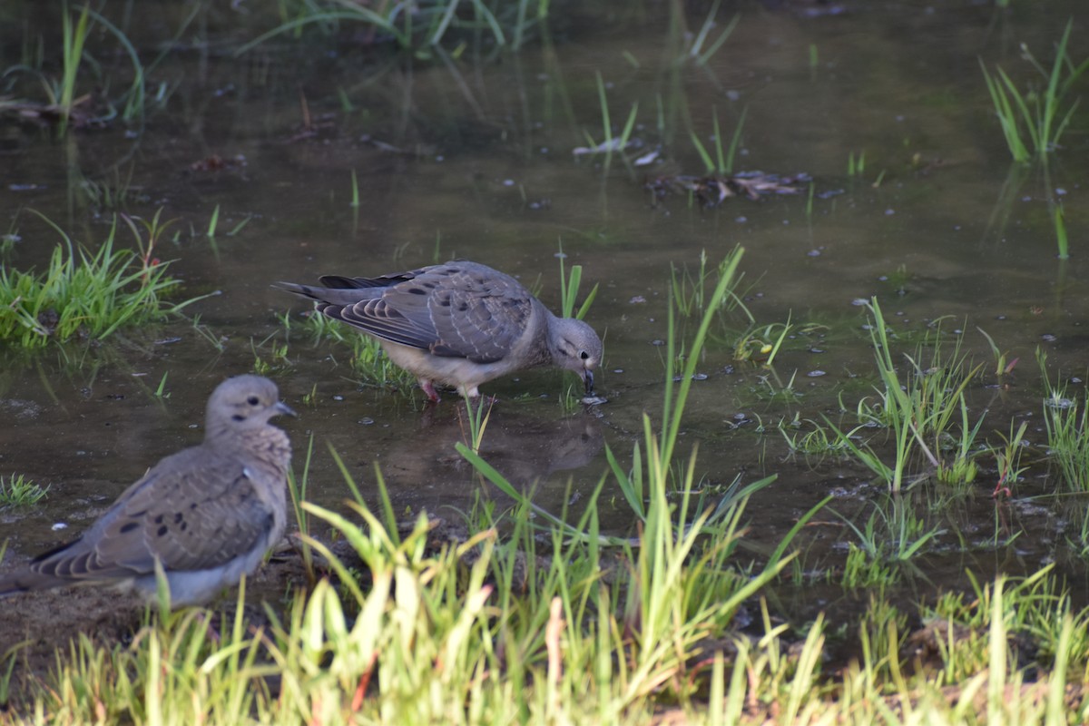 Eared Dove - ML198554181