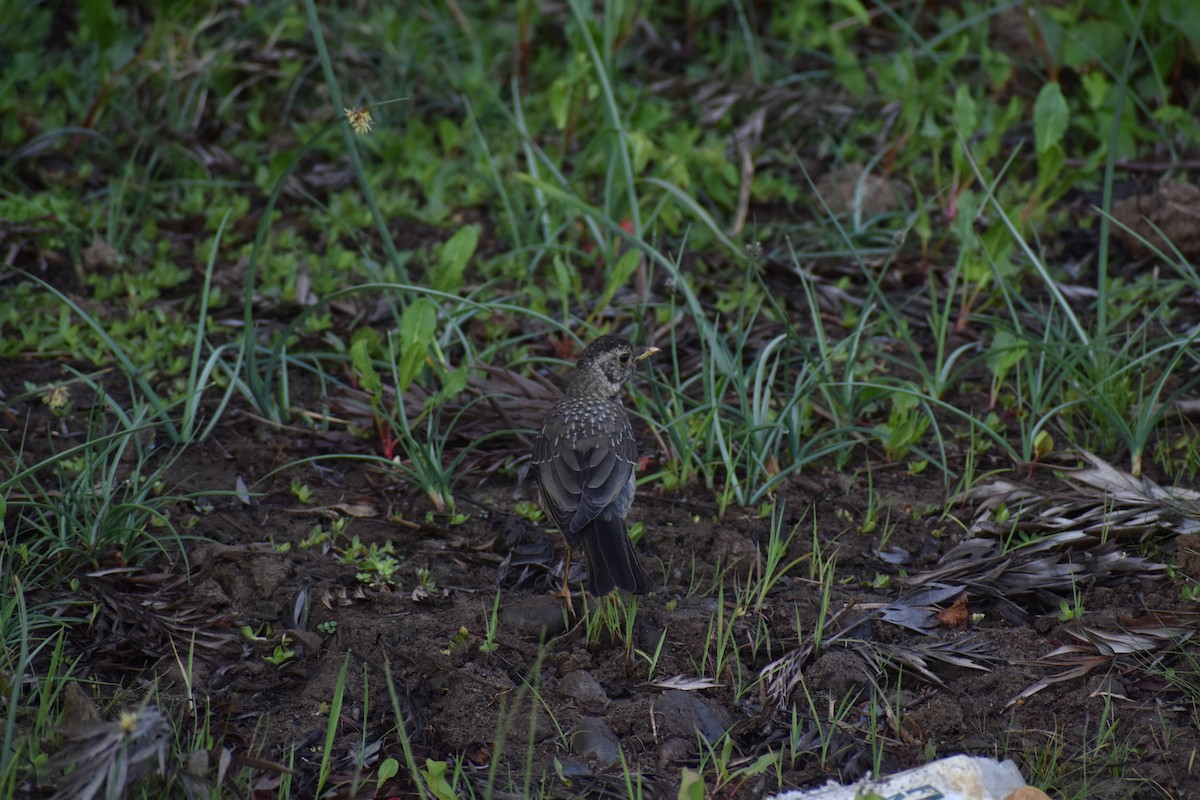 Austral Thrush - ML198554771