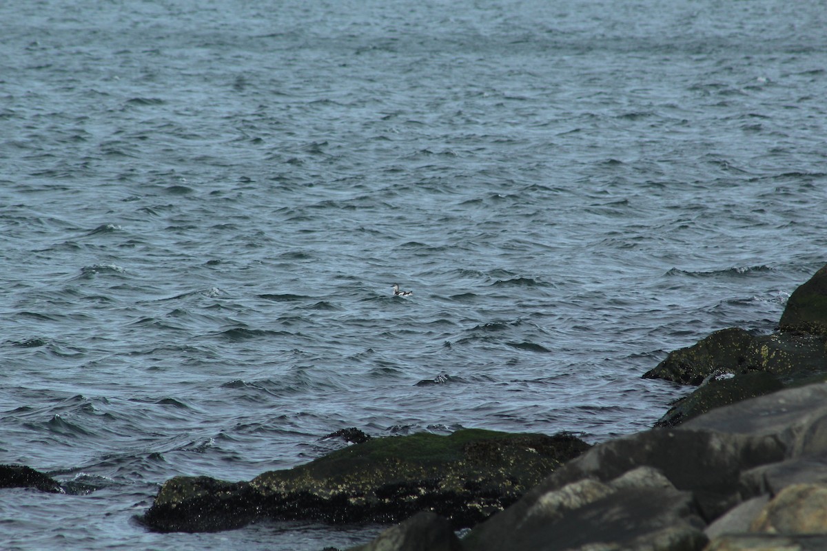 Black Guillemot - ML198555061