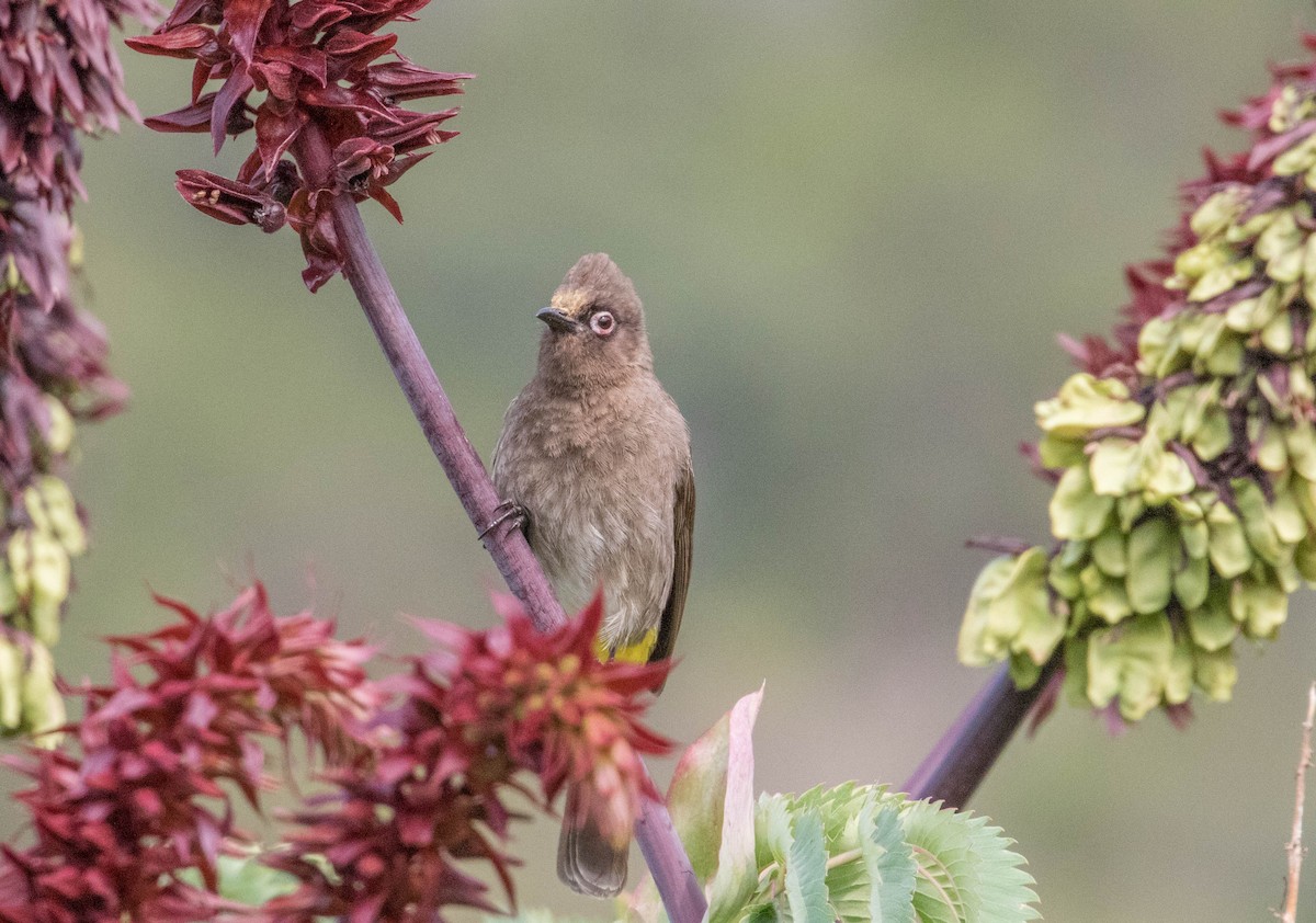 Cape Bulbul - ML198555681