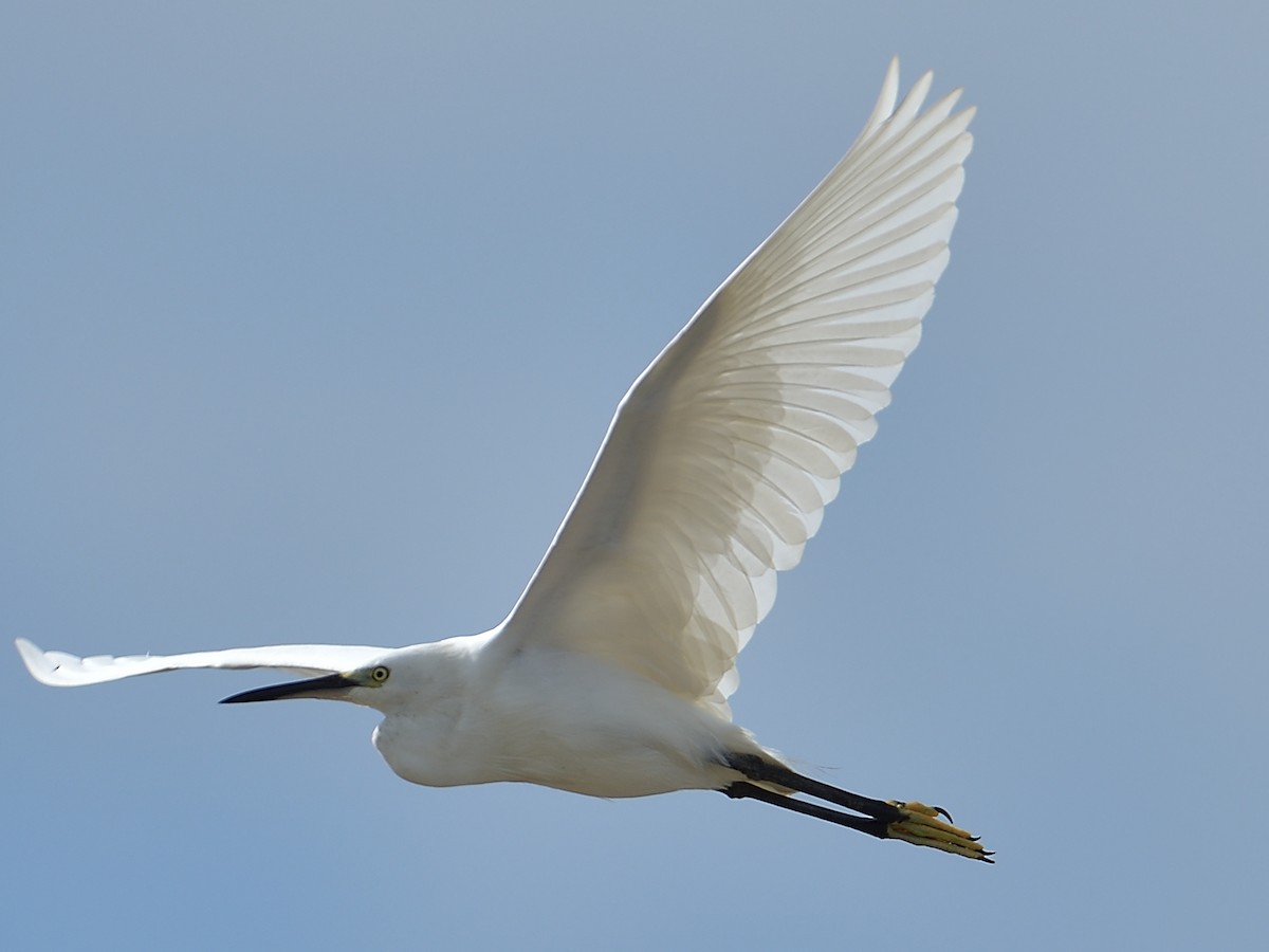 Little Egret - ML198555731