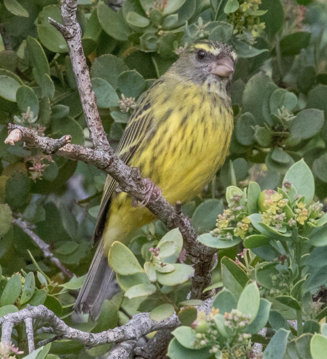 Forest Canary - ML198556181