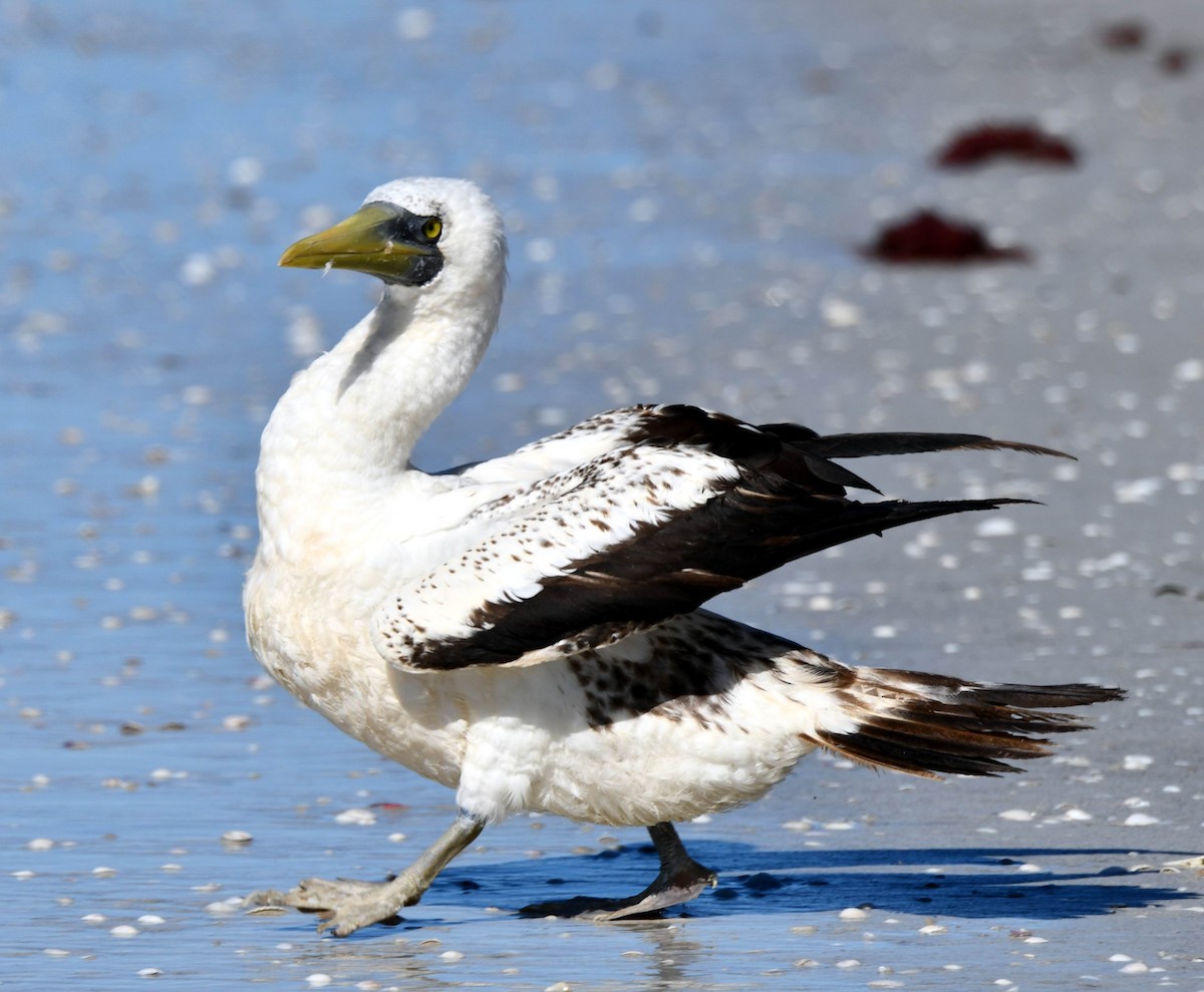 Masked Booby - ML198556401