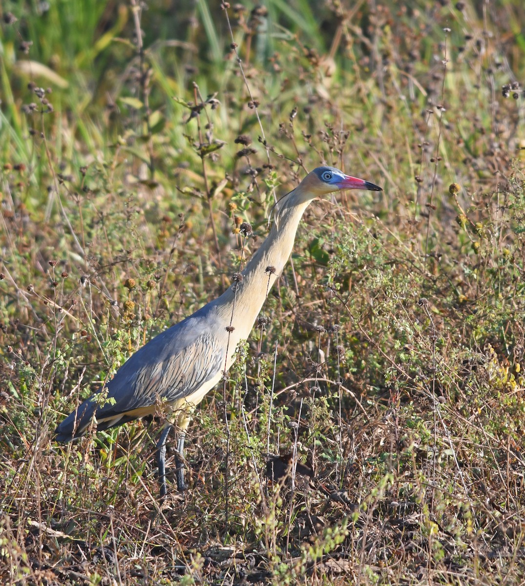 Whistling Heron - ML198556521