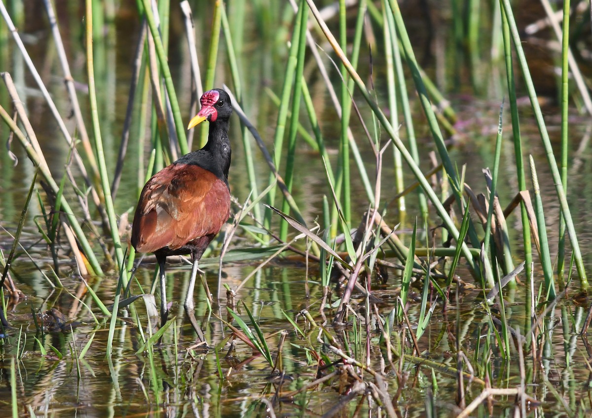 Wattled Jacana - ML198556781