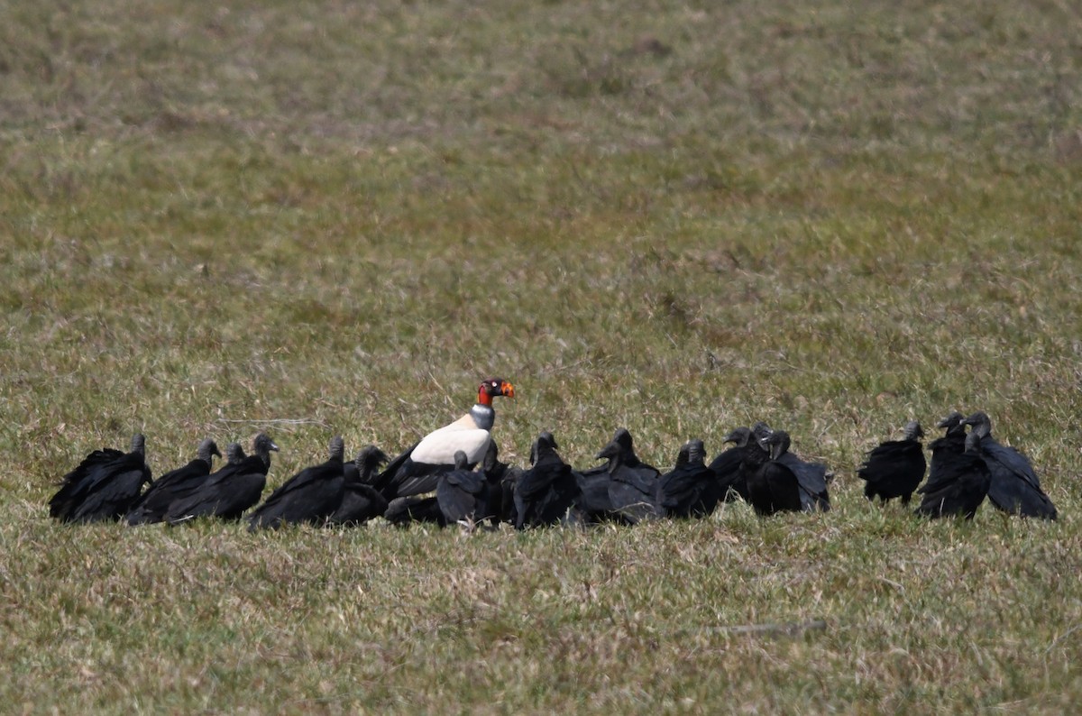 King Vulture - ML198556931