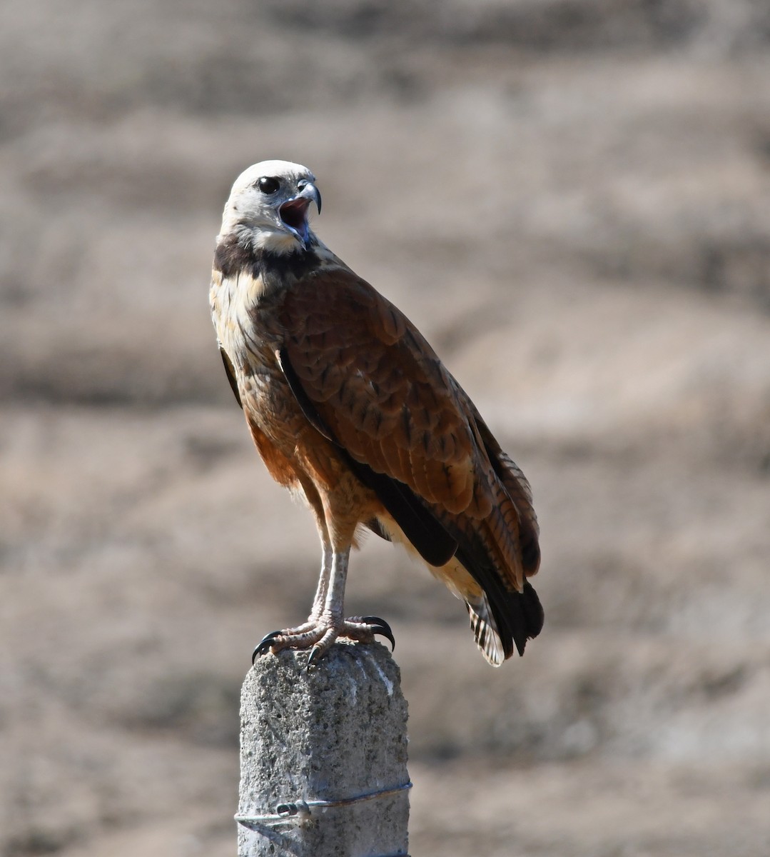 Black-collared Hawk - ML198557151