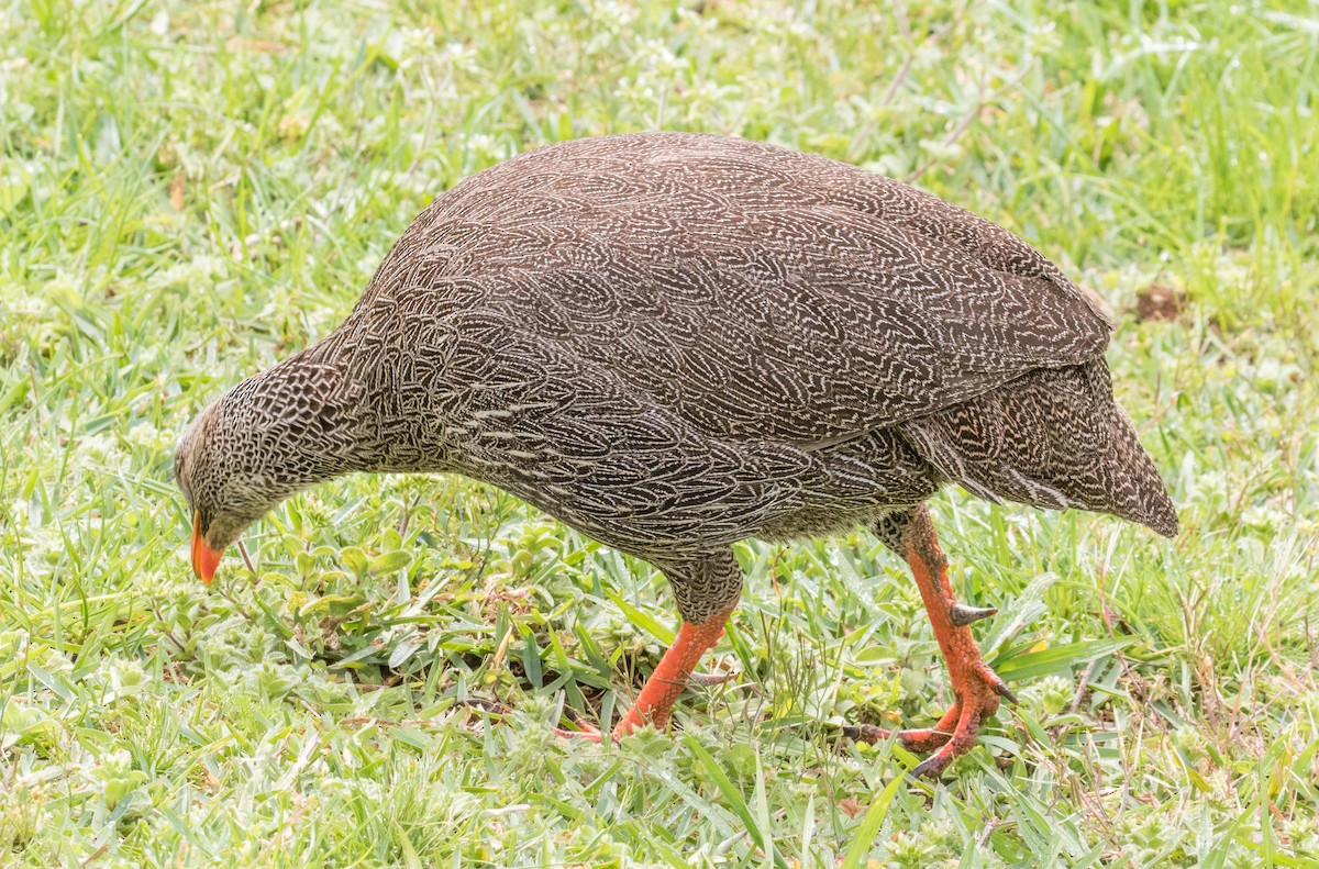 Cape Spurfowl - ML198557581