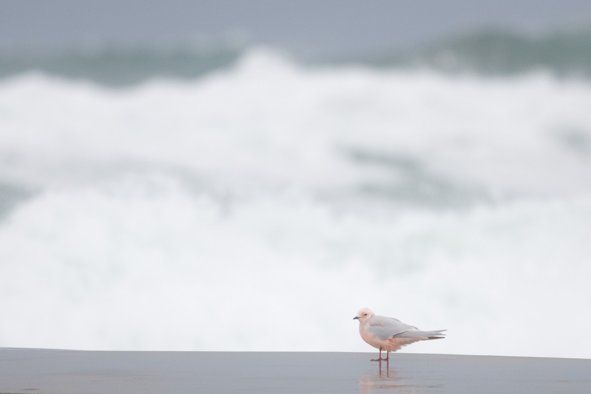 Ross's Gull - ML198560461