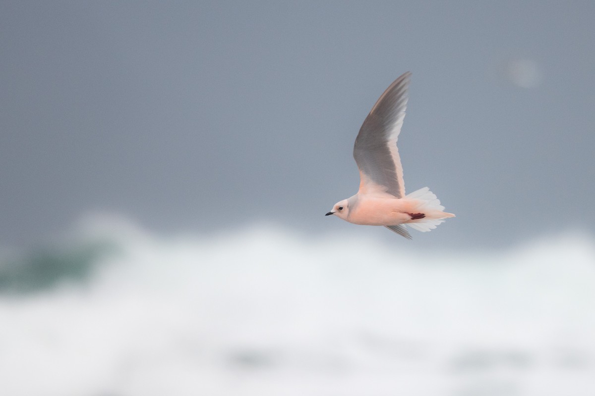 Ross's Gull - ML198560471