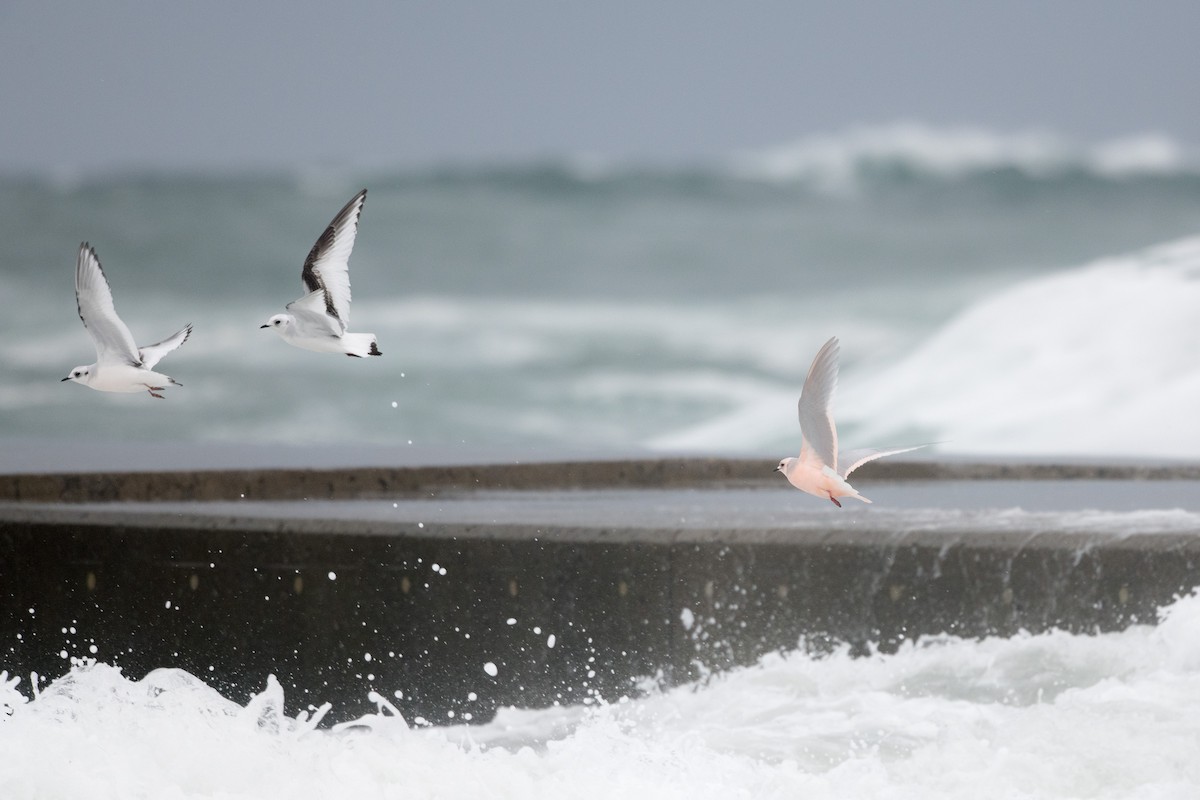 Ross's Gull - ML198560501