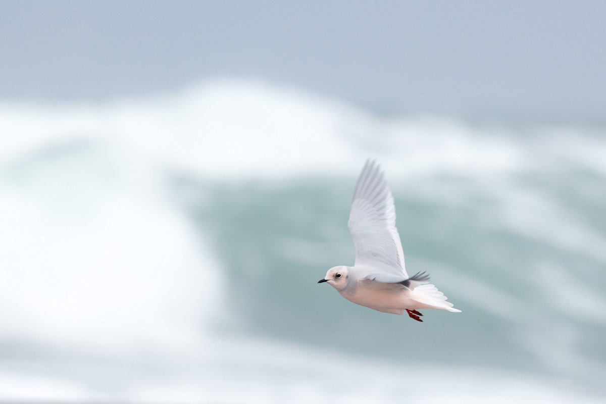 Ross's Gull - Yann Muzika