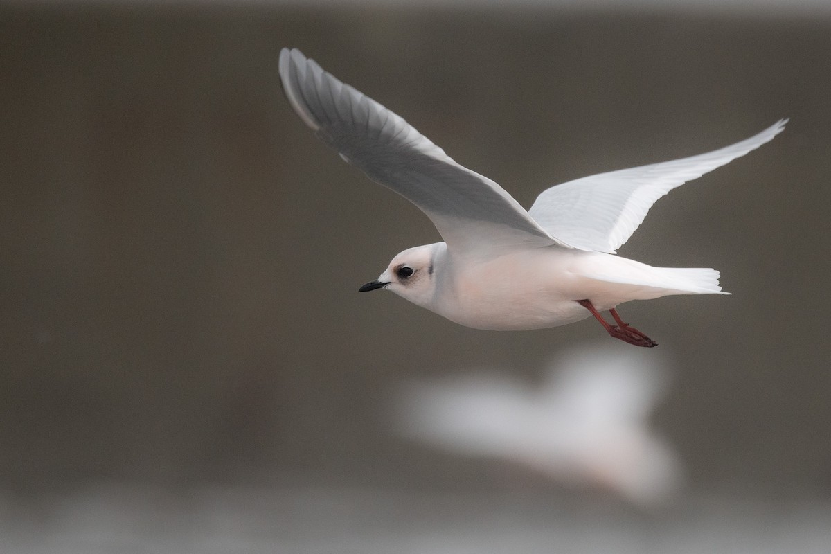 Ross's Gull - ML198560531