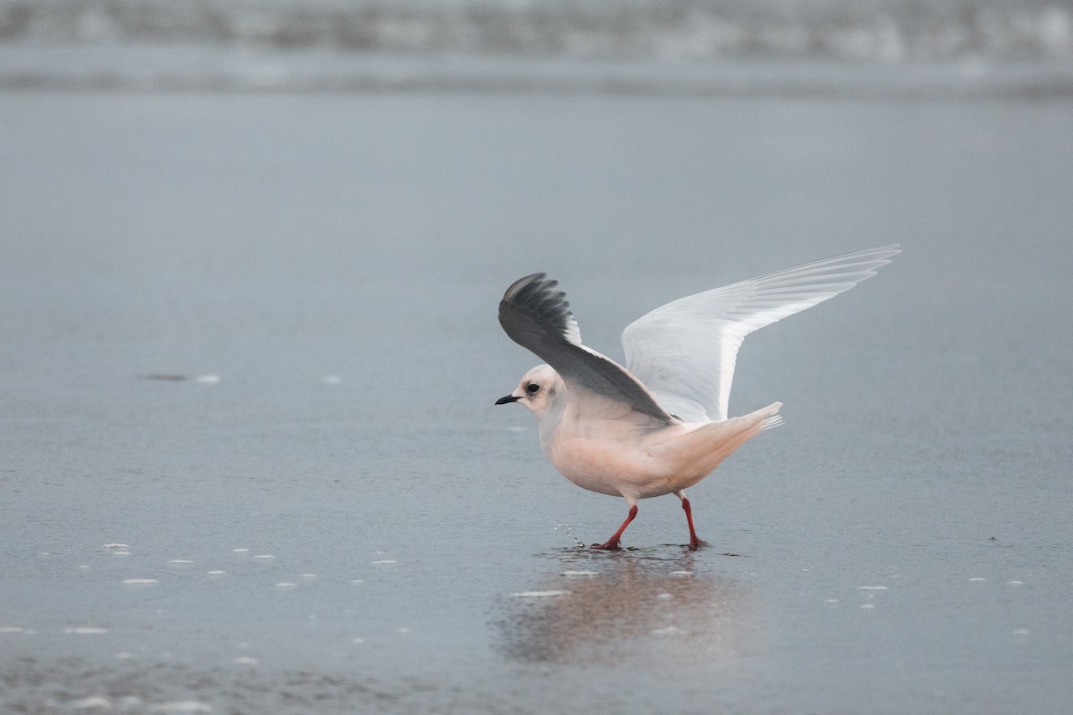 Ross's Gull - ML198560551