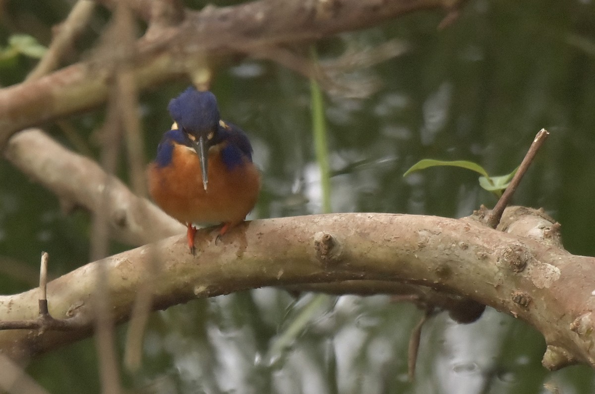 Azure Kingfisher - Christopher Wills