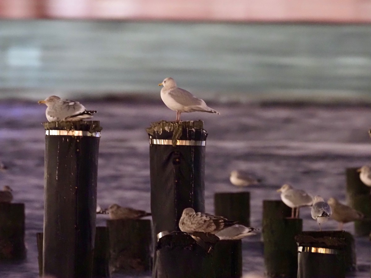 Iceland Gull - ML198564771