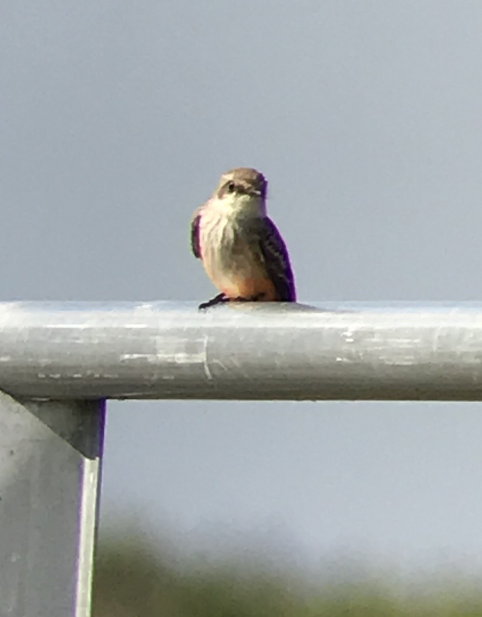 Vermilion Flycatcher - Marian Jordan