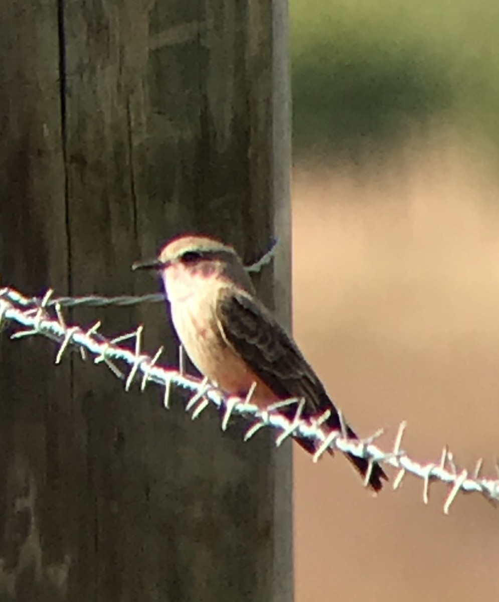 Vermilion Flycatcher - Marian Jordan