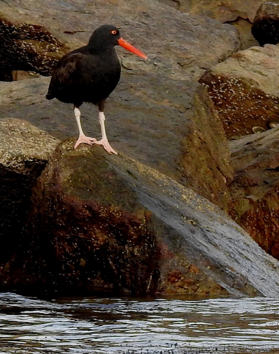 Black Oystercatcher - ML198568091