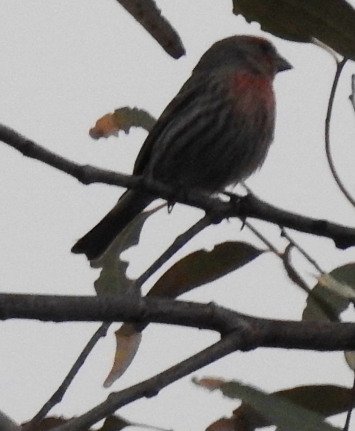 House Finch - ML198568171