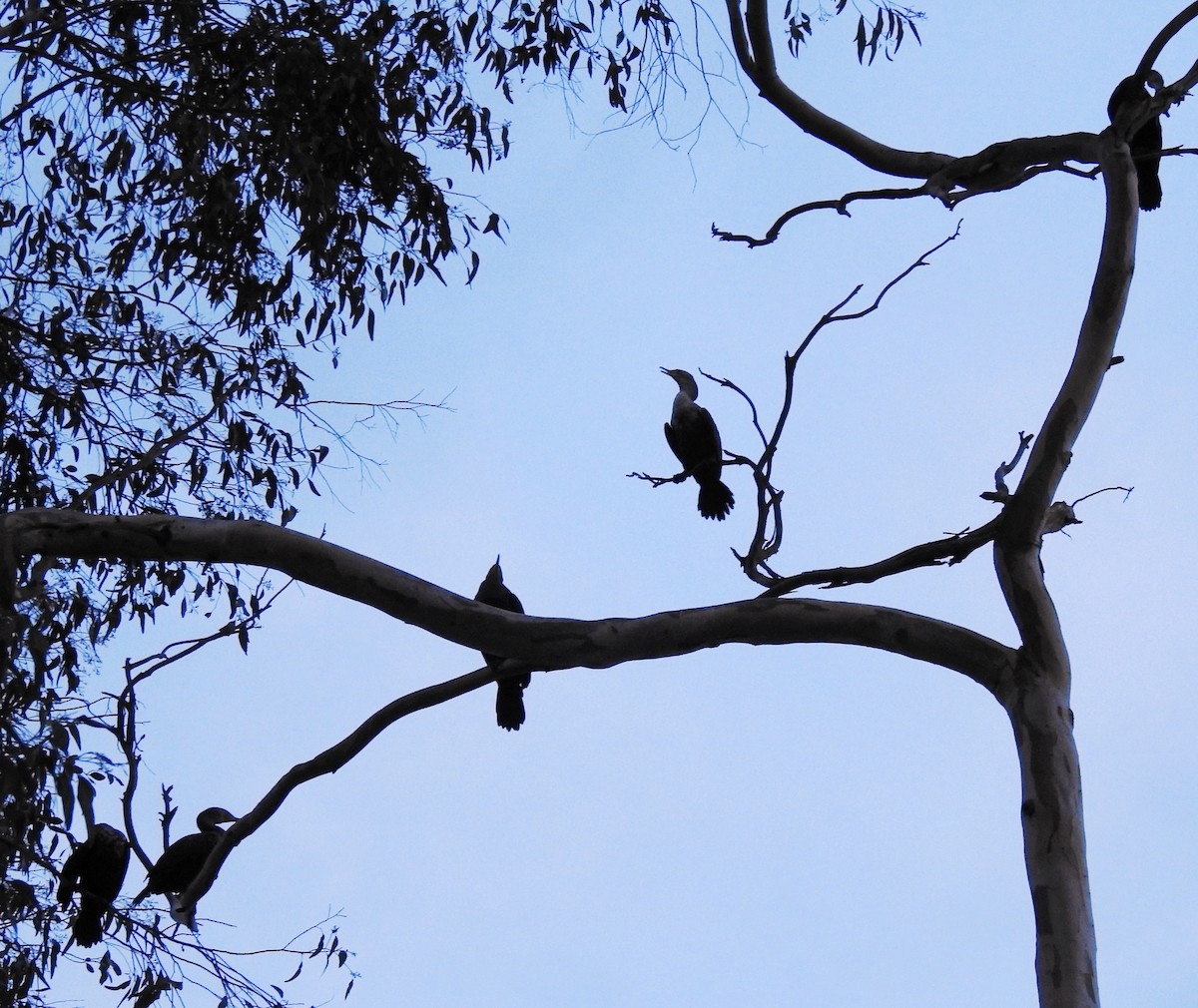 Double-crested Cormorant - ML198568421