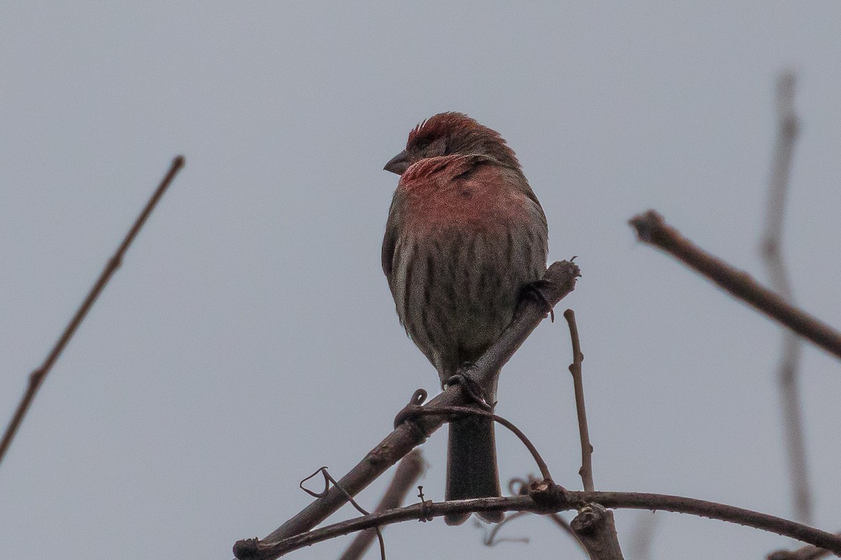 House Finch - ML198570501