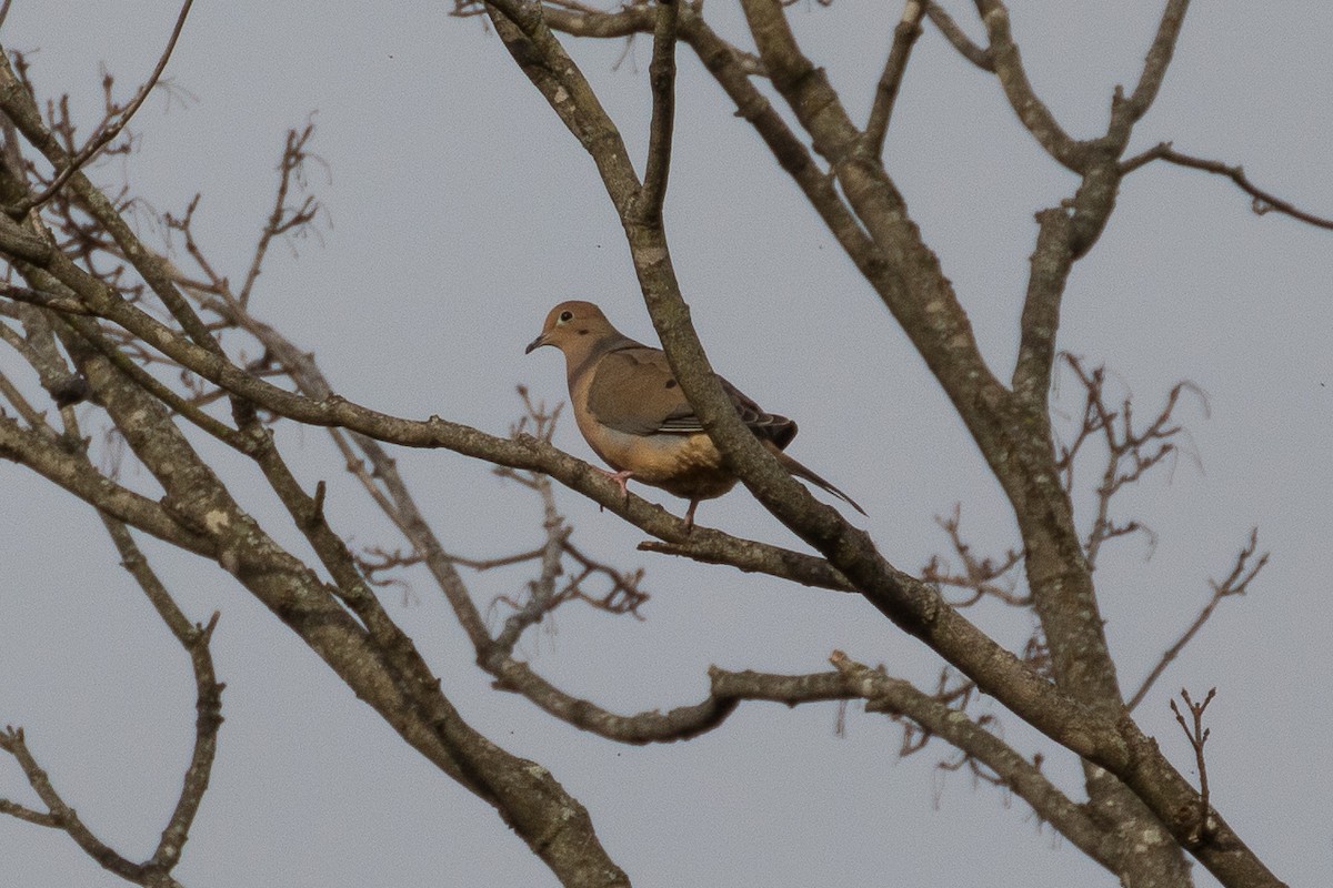 Mourning Dove - ML198570571