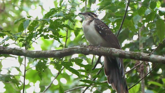 Cuclillo Faisán - ML198571191