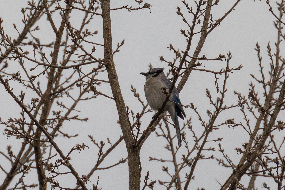 Blue Jay - ML198571221