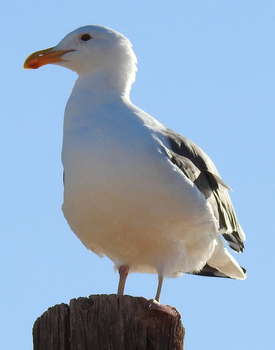 Western Gull - ML198573861