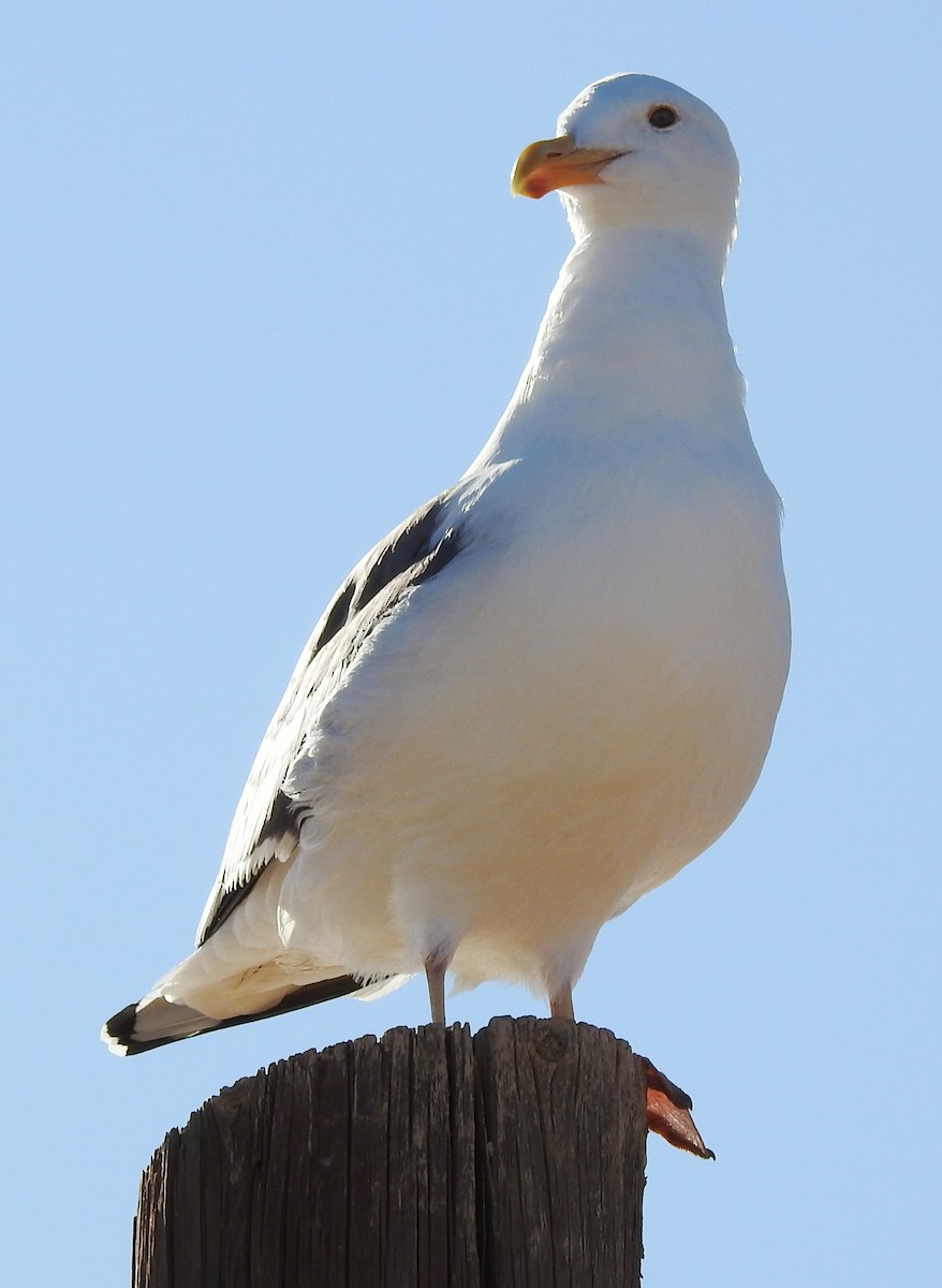 Western Gull - ML198573881