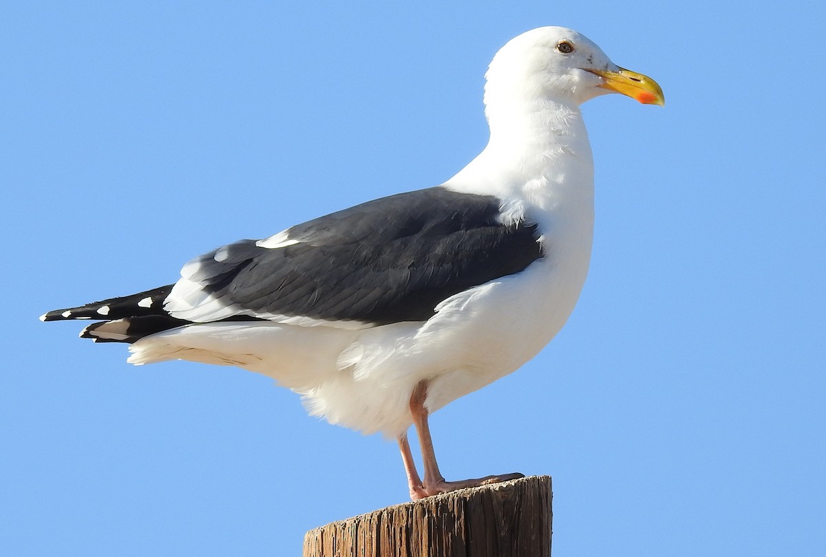 Western Gull - ML198573891