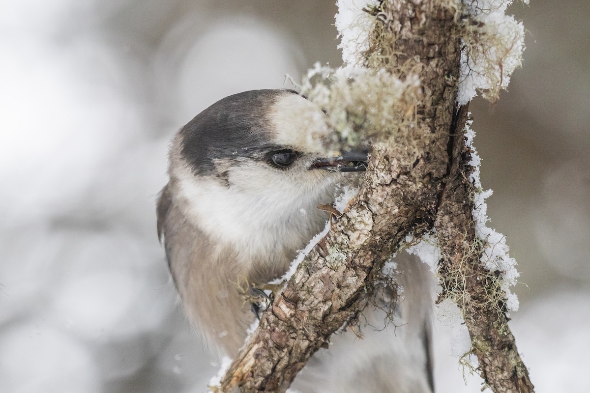 Mésangeai du Canada - ML198573971