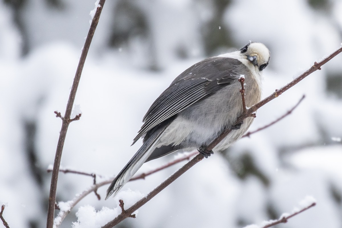 Mésangeai du Canada - ML198573981