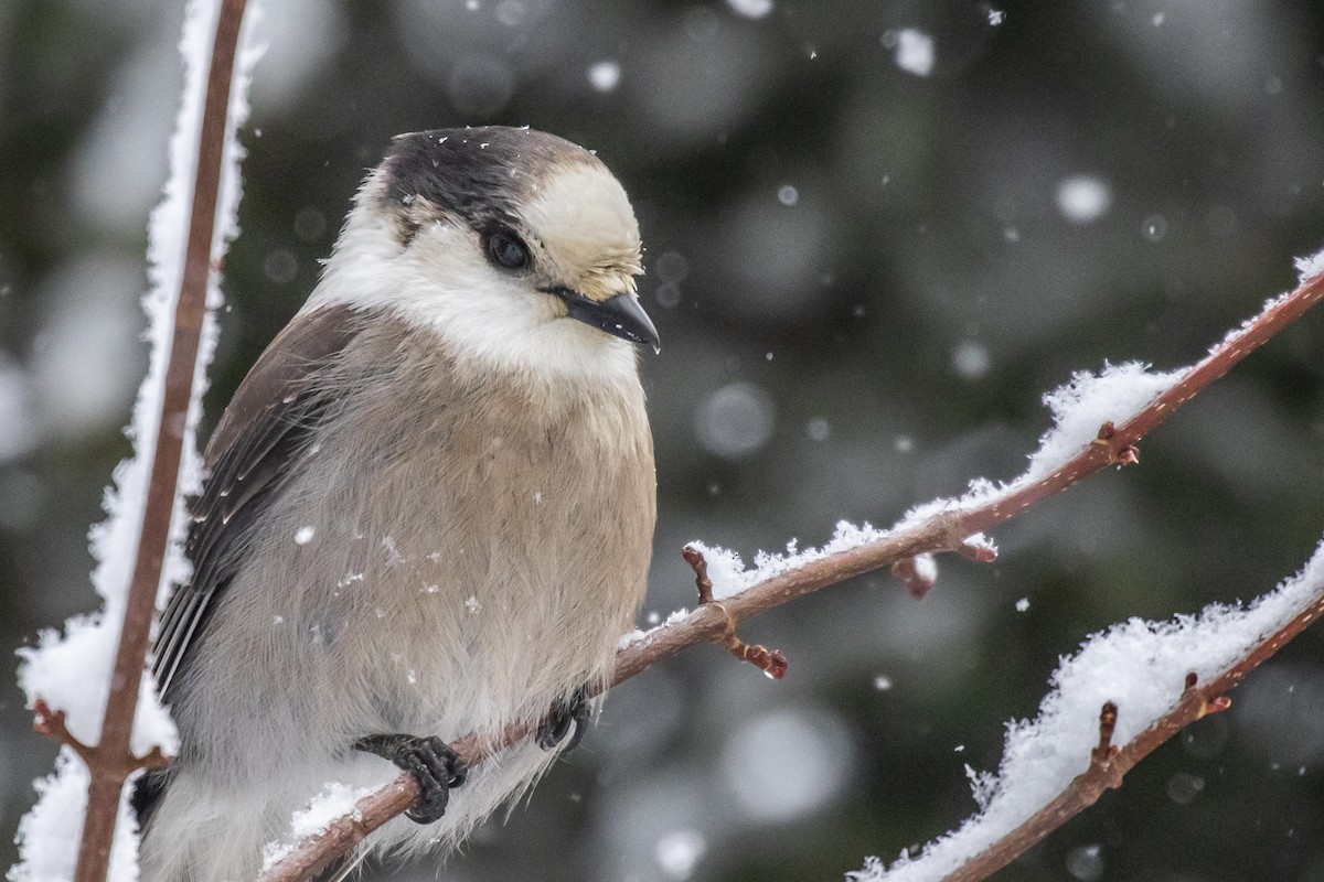 Mésangeai du Canada - ML198573991