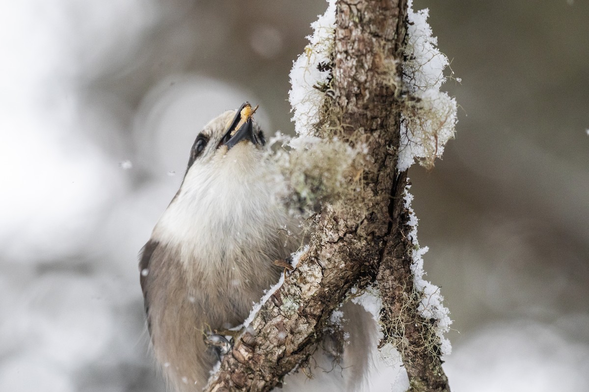 Mésangeai du Canada - ML198574001