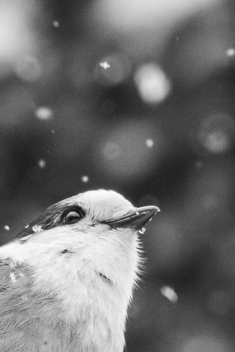 Mésangeai du Canada - ML198574011