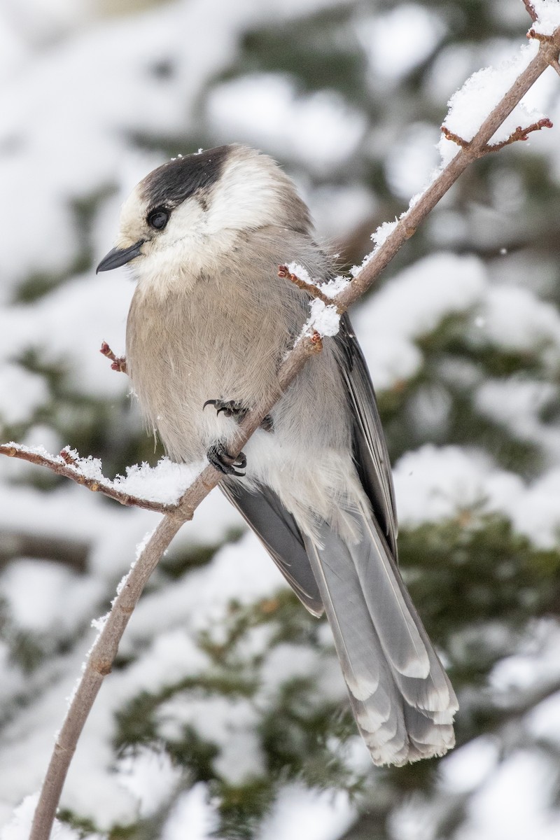 Mésangeai du Canada - ML198574031