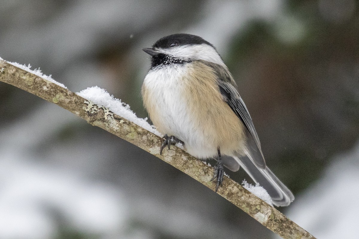 Mésange à tête noire - ML198574071